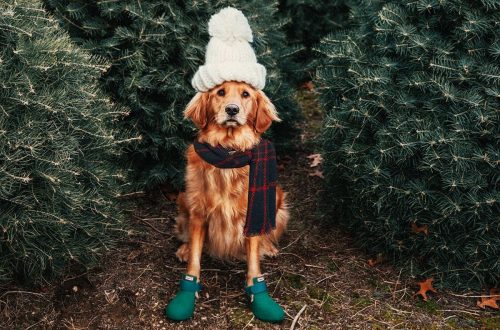 obliekanie psov v zime zimné oblečenie pre psa