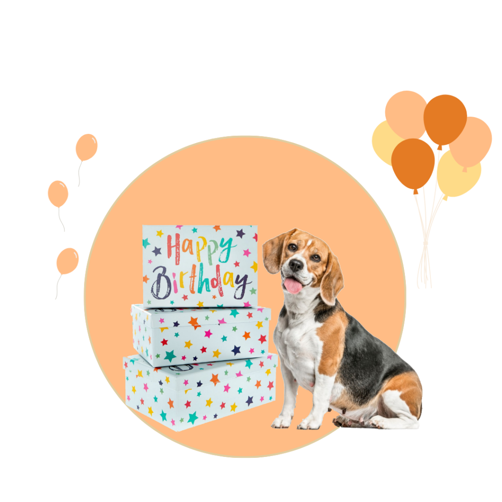 narodeninova krabicka, pes , darcek, pets, dog birthday