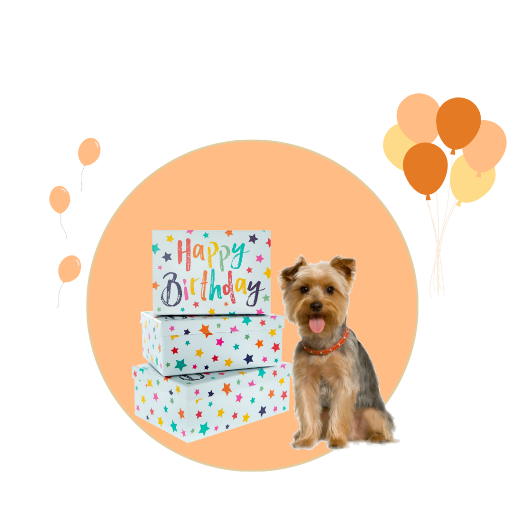 narodeninova krabicka, pes , darcek, pets, dog birthday