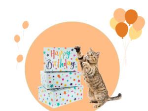 narodeninova krabicka, macka, darcek, pets, cat birthday